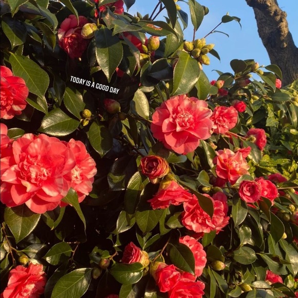 Meet your Posher, Luisa - Picture 1 of 1